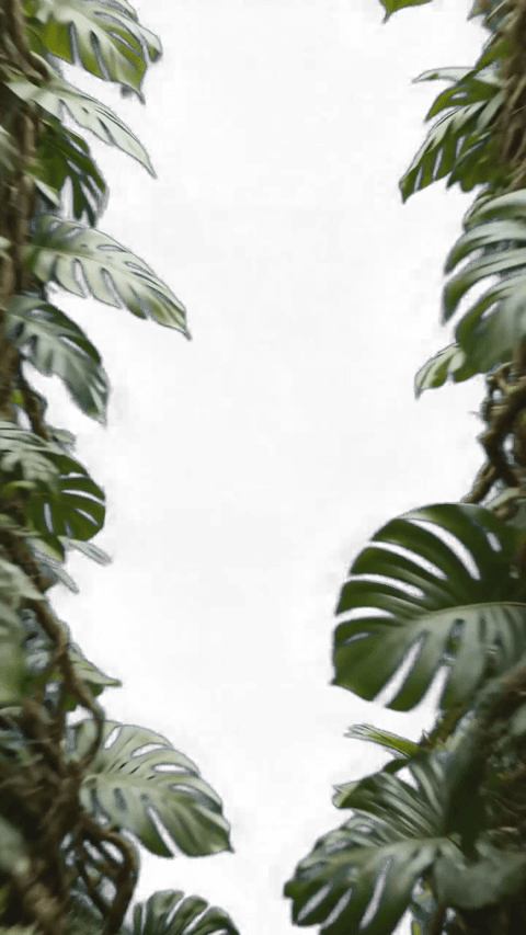 Booster Gorilla