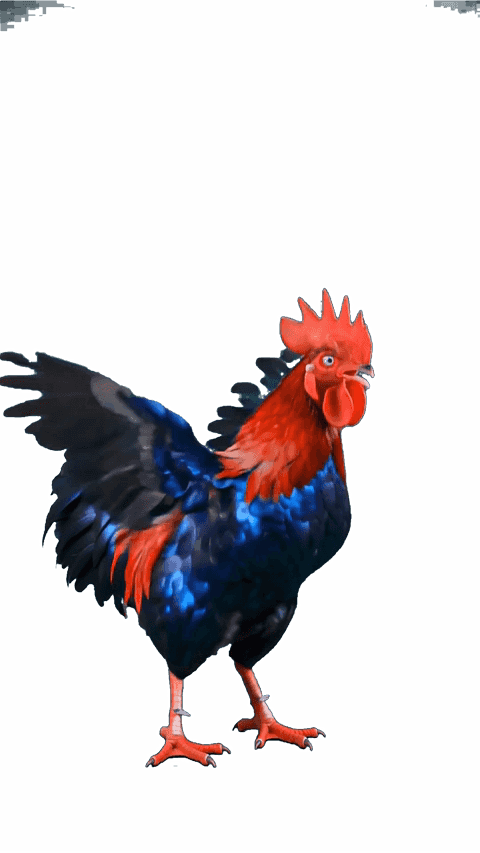 Donner Huhn crazy