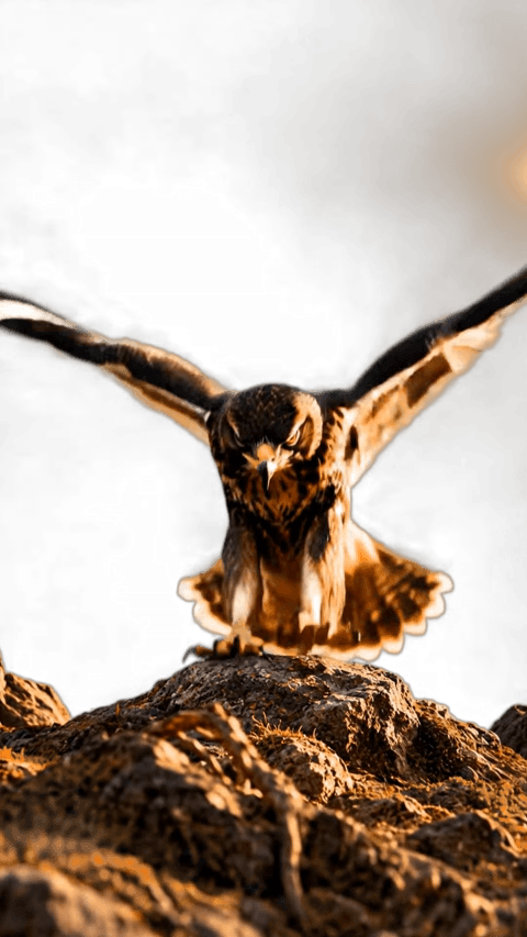 Falcon 2.0 Gif Animation