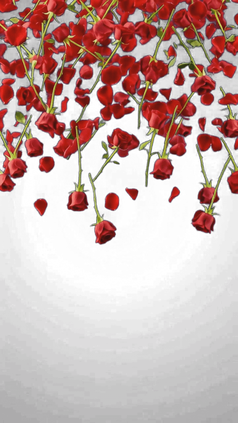 Rose Rose