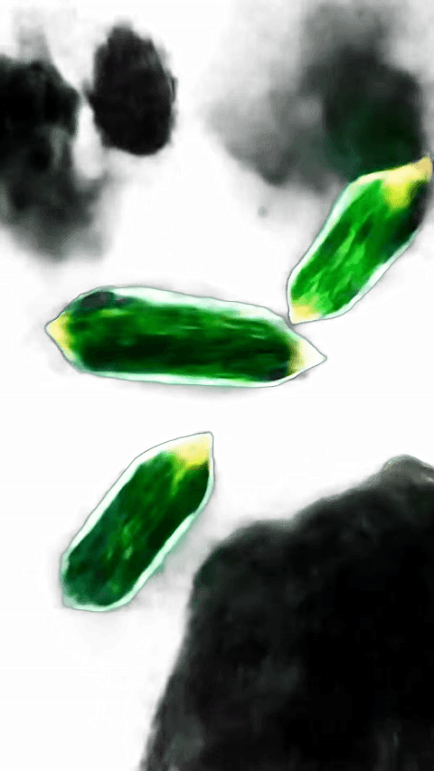 X3 Grüne Animation