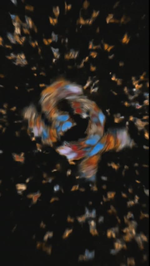 X5 butterfly